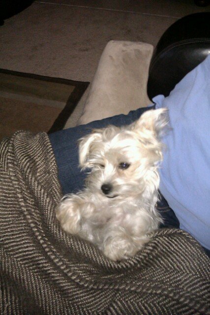 meghan rooney steelers